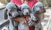 Gorgeous Weimaraner Puppies For Sale Olympia