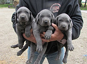 Quality Weimaraner Puppies For Sale Salem