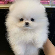 Cute Pomeranian puppies from Los Angeles