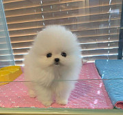 Cute Pomeranian puppies from Los Angeles