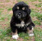 AKC Champion BL Tibetan Mastiff puppy Denver