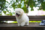 Cute bichons frize puppies Providence