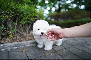 Cute bichons frize puppies Providence