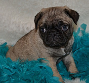 Cute pug puppies from Los Angeles