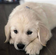 Cute golden retriever puppies available from Los Angeles