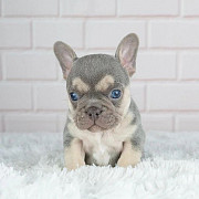 French bulldog pups for rehoming from Los Angeles