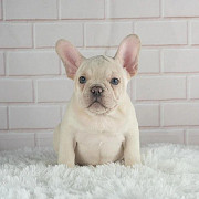Cute French bulldog pups for rehoming from Los Angeles