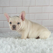 Cute French bulldog pups for rehoming from Los Angeles
