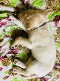 Labrador puppy is available for sale from Bengaluru