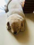 Labrador puppy is available for sale from Bengaluru
