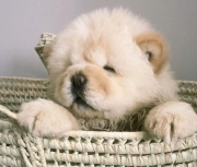 One boy left! KC registered Chow puppies from Phoenix