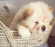 One boy left! KC registered Chow puppies from Phoenix