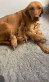 !READY! 6th Generation KC Top Quality Fox Red Labradors from Lansing