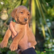 !READY! 6th Generation KC Top Quality Fox Red Labradors from Lansing