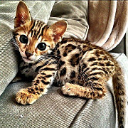 We offer quality Bengal kittens Singapore