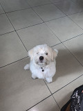 Lhasa Apso from Port Harcourt
