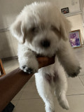 Lhasa Apso from Port Harcourt