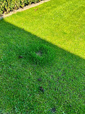 Kikuyu instant lawn from Harare