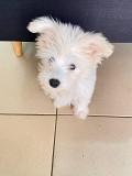 Adorable Maltese puppy for sale Charleston