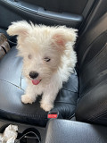 Adorable Maltese puppy for sale Charleston