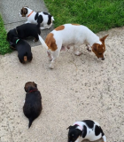 MINI Jack Russell Puppies-1 boy & 4 girls left Fresno
