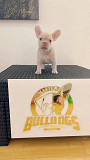 Exotic English Bulldog Florida Ridge