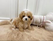 6 week old maltipoo puppy availaible from New Braunfels