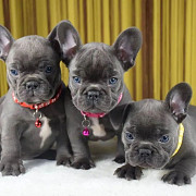 French bulldog puppies. Whatsapp/Viber +48785742139 Phoenix