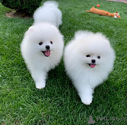 Adorable pomeranian puppies Lansing