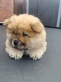 Here I have my 9 week old chow chow Fresno