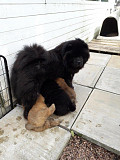 Chow chow puppy's excellent temperament from Augusta