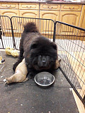 Chow chow puppy's excellent temperament from Augusta
