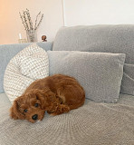Adorable cavapoo puppies available from Edmonton