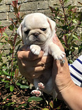 Pure White Pug Puppies READY NOW!! from Fresno