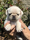 Pure White Pug Puppies READY NOW!! from Fresno