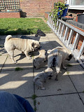 Five generations KC registered pug puppies from Phoenix