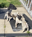 Five generations KC registered pug puppies from Phoenix
