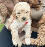 Cavapoo for rehoming from Orlando