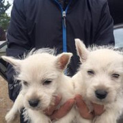Puppies and chihuahua ready for new home from London