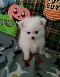 Gorgeous Male and Female pomeranain puppies. Denver