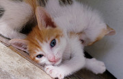 Kitten for sell from Lagos
