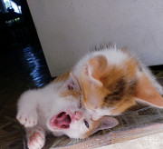 Kitten for sell from Lagos