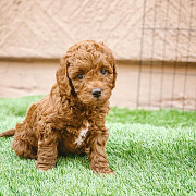 Two Cavapoo puppies for adoption London