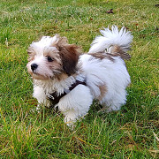 Excellent pedigree, AKC registered Havanese puppies Cardiff