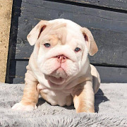 English Bulldog puppies for sell Olympia