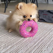 Pomeranian puppies male & female available Singapore