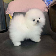 Pomeranian puppies male & female available Singapore