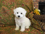 Bichons Frise Puppies for Re-homing Canberra
