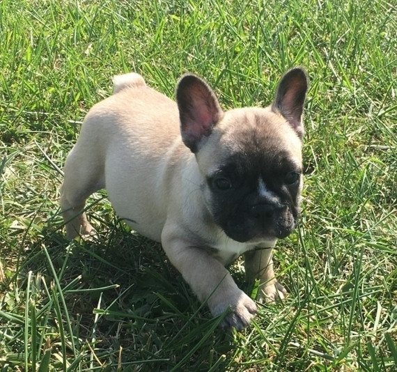 Charming and Beautiful, outstanding French Bulldog puppies in Canada ...