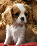 These marvelous male and female Cavalier King Charles puppies Victoria
